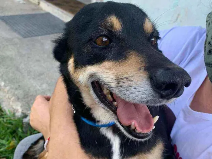 Cachorro raça SRD idade 3 anos nome Vangogh 