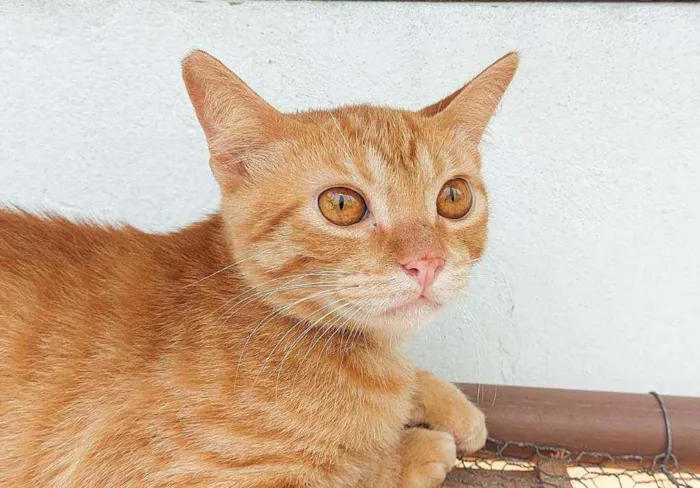 Gato raça Srd idade 2 a 6 meses nome Júnior