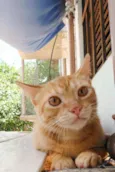 Júnior