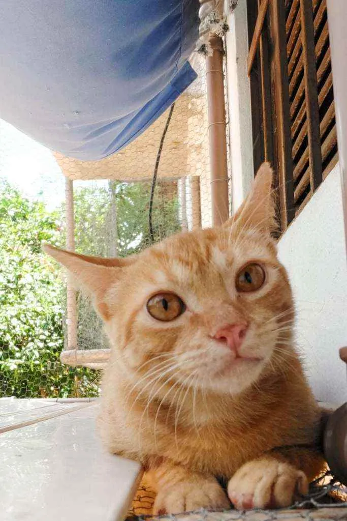 Gato raça Srd idade 2 a 6 meses nome Júnior