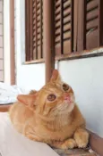 Júnior