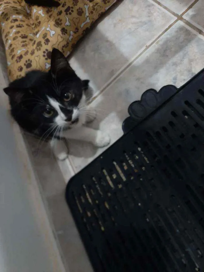 Gato ra a SRD idade 2 a 6 meses nome Kiara, Juma e Léo