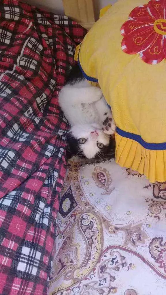 Gato ra a SRD idade 2 a 6 meses nome Kiara, Juma e Léo