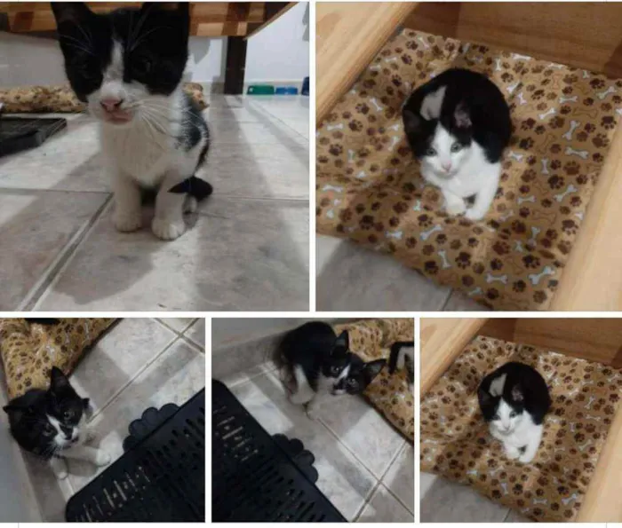 Gato ra a SRD idade 2 a 6 meses nome Kiara, Juma e Léo