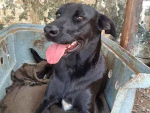 Cachorro raça SRD idade 2 anos nome Cacau