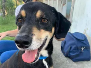 Cachorro raça SRD idade 3 anos nome Vangogh 