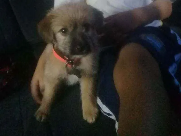 Cachorro ra a Vira lata idade Abaixo de 2 meses nome Skye