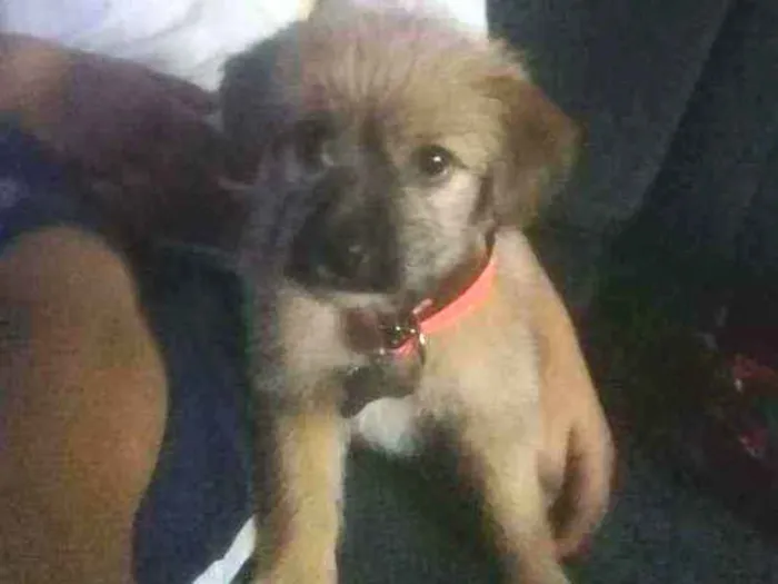 Cachorro ra a Vira lata idade Abaixo de 2 meses nome Skye