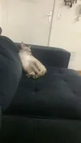 Kiara