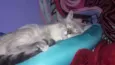 Kiara