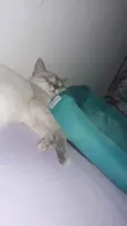 Kiara