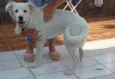 Apollo