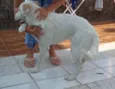 Apollo