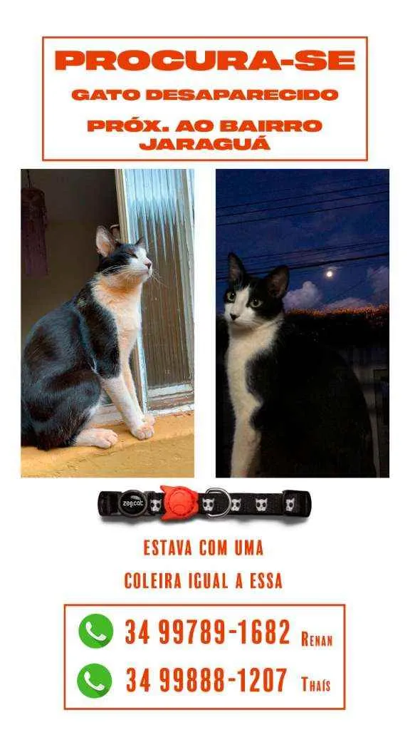 Gato raça Vira lata idade 2 anos nome PUDIM