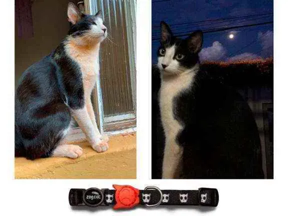 Gato raça Vira lata idade 2 anos nome PUDIM