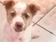 Cachorro raça  idade 2 a 6 meses nome Filhotinho Machinho