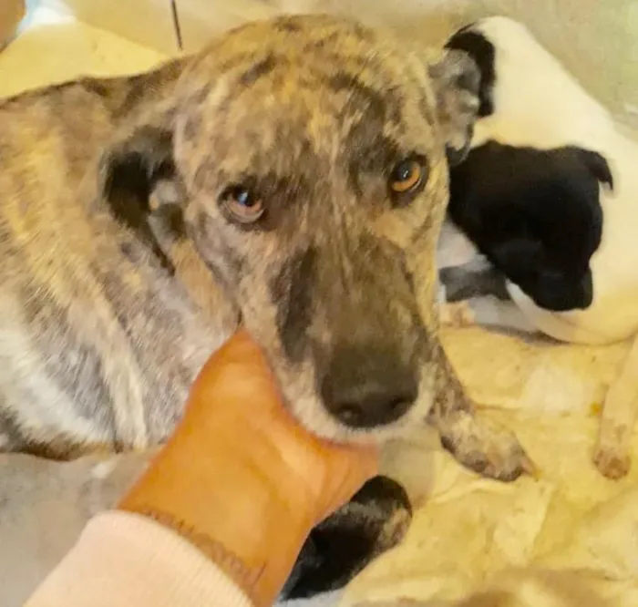 Cachorro raça  idade 1 ano nome Mãezinha