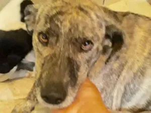 Cachorro raça  idade 1 ano nome Mãezinha