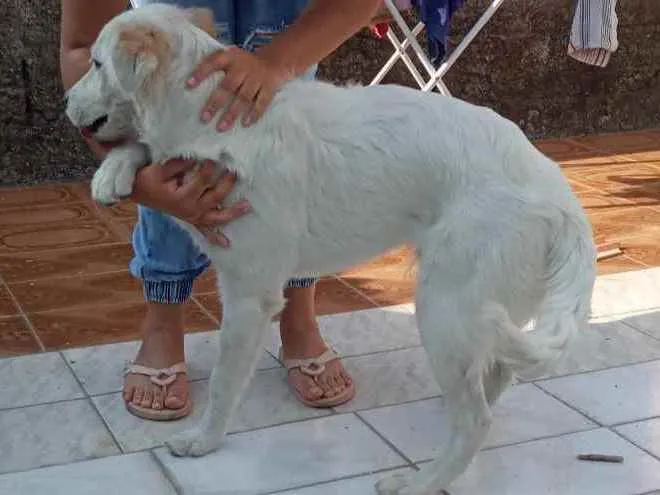 Cachorro ra a RND idade 2 a 6 meses nome Apollo