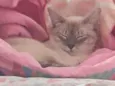 Kiara