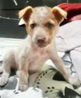 Cachorro raça  idade 2 a 6 meses nome Filhotinho Machinho