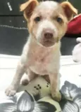 Cachorro raça  idade 2 a 6 meses nome Filhotinho Machinho
