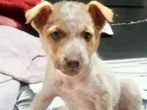 Cachorro raça  idade 2 a 6 meses nome Filhotinho Machinho