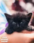 NAYLA