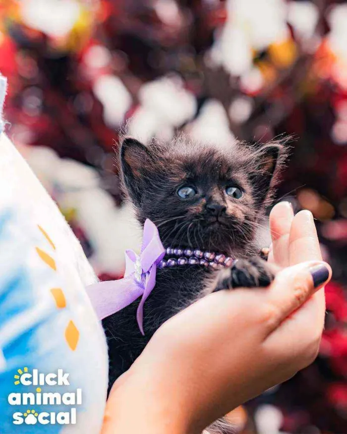 Gato ra a SRD ( SEM RACA DEFINIDA) idade Abaixo de 2 meses nome NAYLA