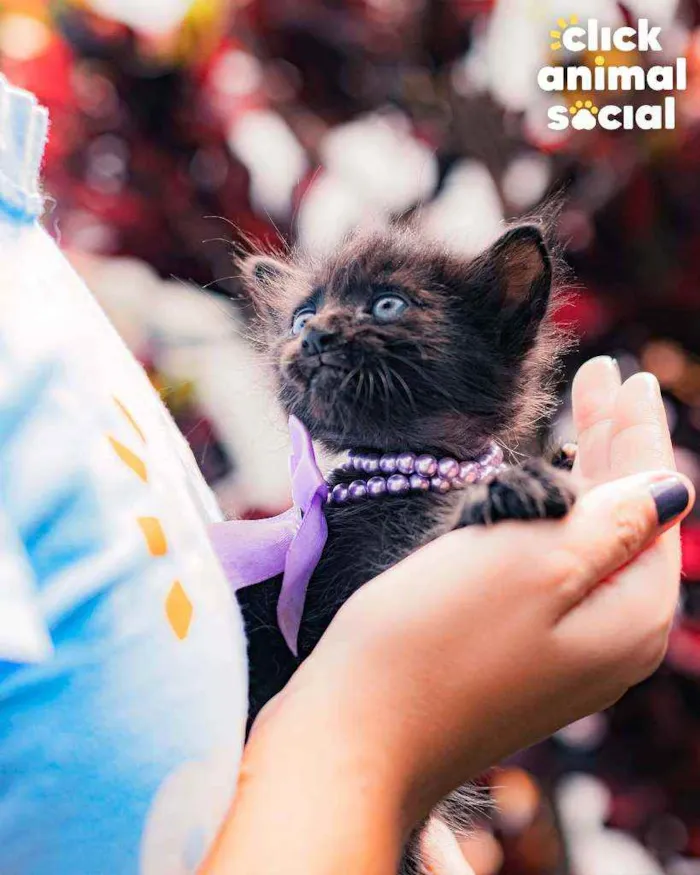Gato ra a SRD ( SEM RACA DEFINIDA) idade Abaixo de 2 meses nome NAYLA