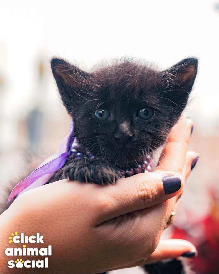 Gato ra a SRD ( SEM RACA DEFINIDA) idade Abaixo de 2 meses nome NAYLA