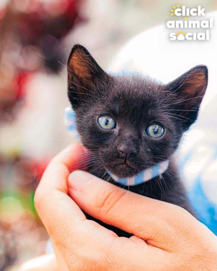 Gato ra a SRD ( SEM RACA DEFINIDA) idade Abaixo de 2 meses nome NATAN