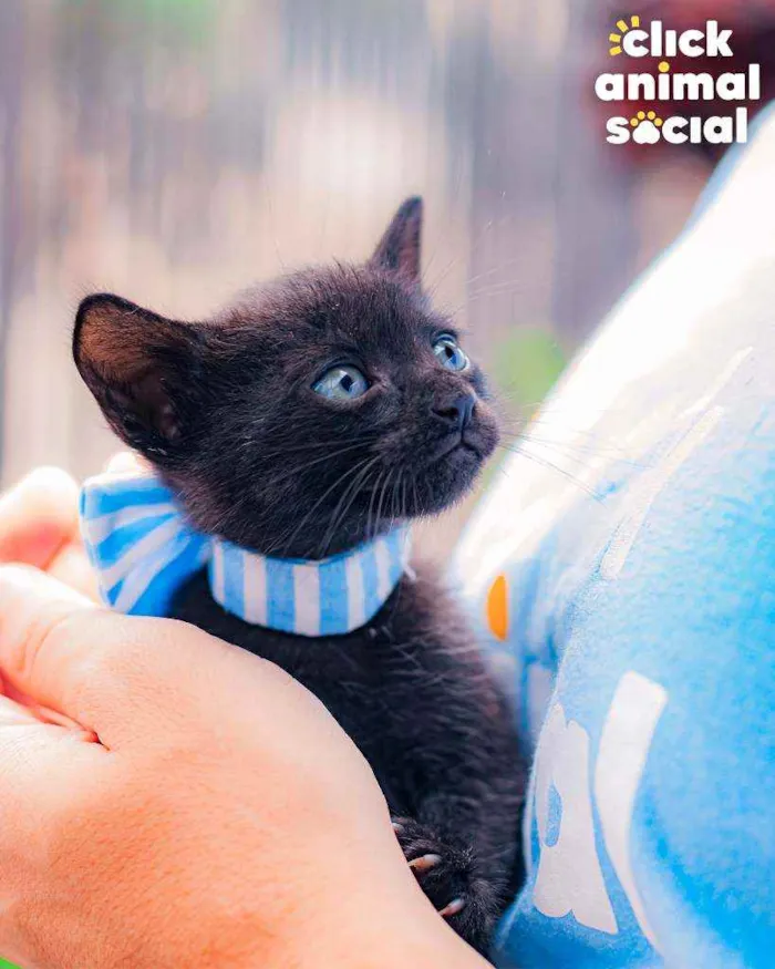 Gato ra a SRD ( SEM RACA DEFINIDA) idade Abaixo de 2 meses nome NATAN