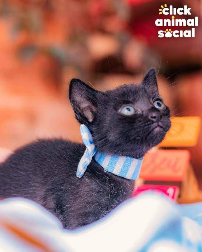 Gato ra a SRD ( SEM RACA DEFINIDA) idade Abaixo de 2 meses nome NATAN