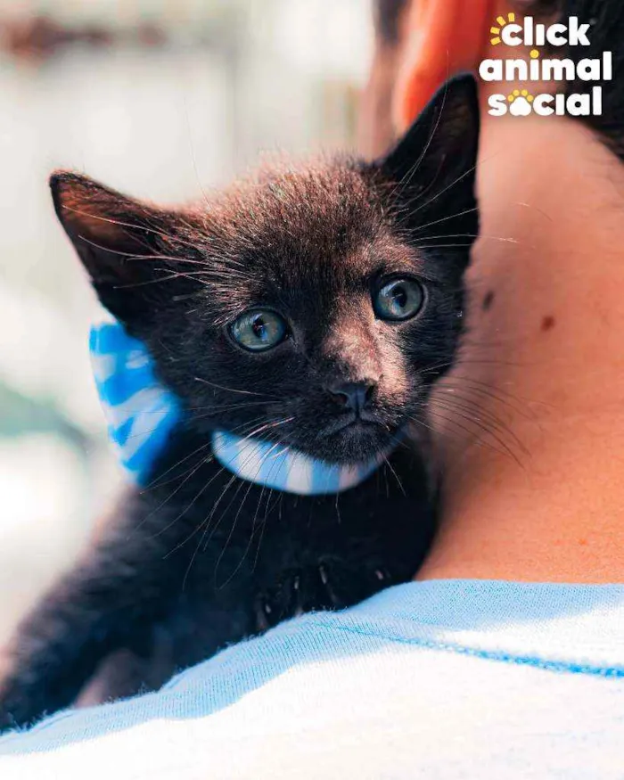 Gato ra a SRD ( SEM RACA DEFINIDA) idade Abaixo de 2 meses nome NATAN