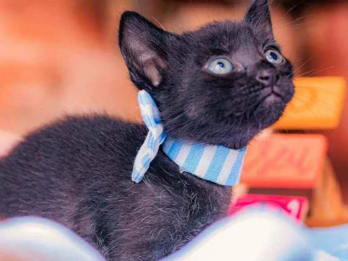 Gato ra a SRD ( SEM RACA DEFINIDA) idade Abaixo de 2 meses nome NATAN