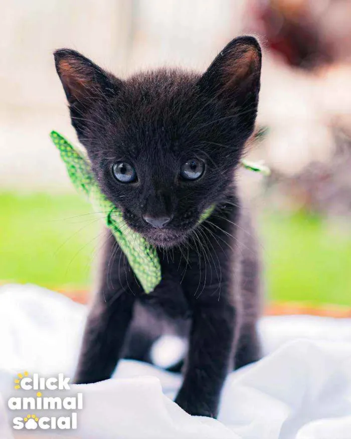 Gato raça SRD ( SEM RACA DEFINIDA) idade Abaixo de 2 meses nome NERO