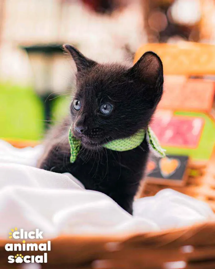 Gato raça SRD ( SEM RACA DEFINIDA) idade Abaixo de 2 meses nome NERO