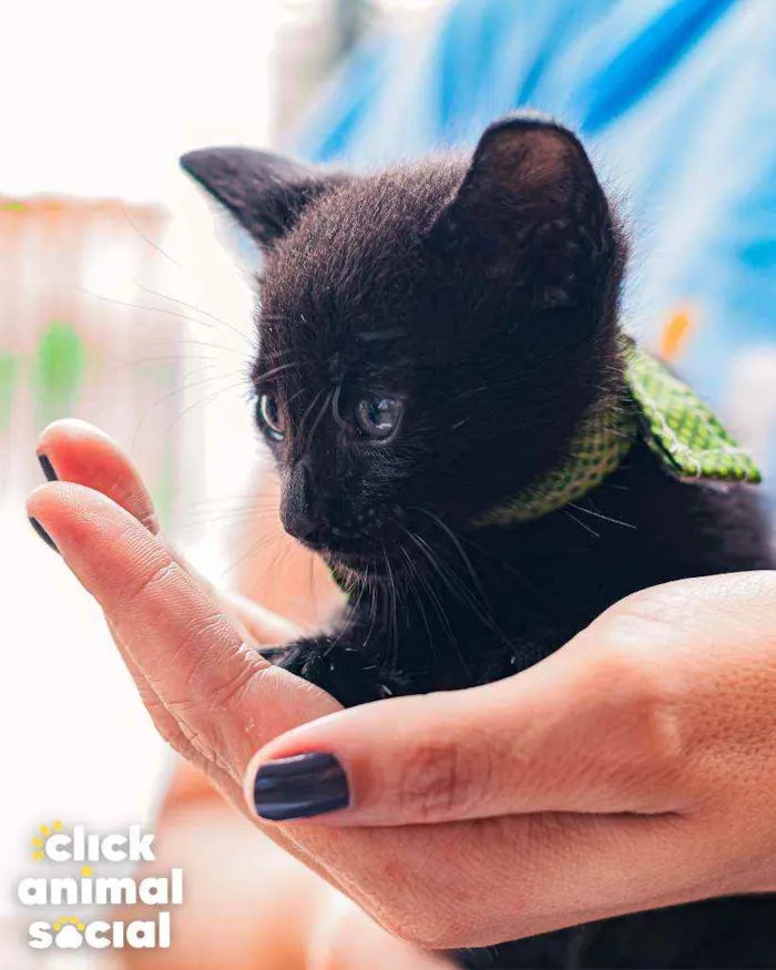 Gato raça SRD ( SEM RACA DEFINIDA) idade Abaixo de 2 meses nome NERO