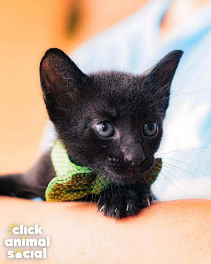 Gato raça SRD ( SEM RACA DEFINIDA) idade Abaixo de 2 meses nome NERO