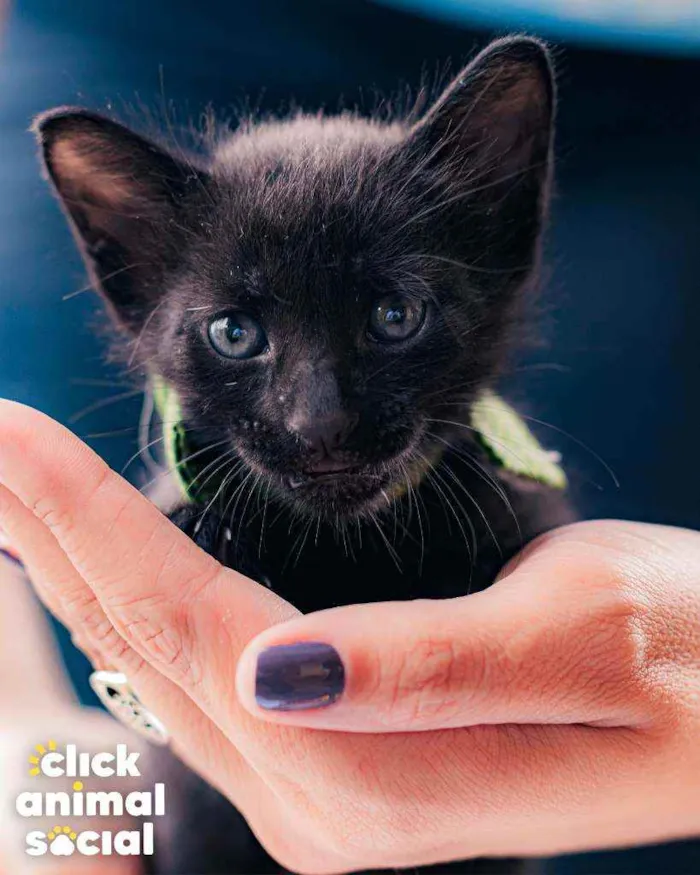 Gato raça SRD ( SEM RACA DEFINIDA) idade Abaixo de 2 meses nome NERO