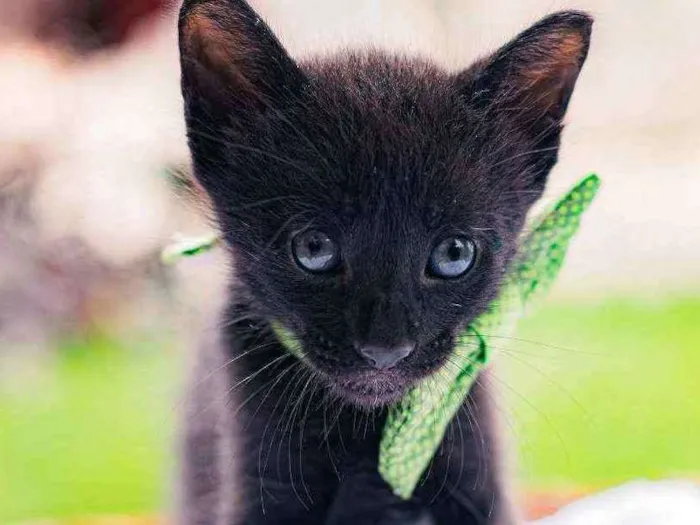 Gato raça SRD ( SEM RACA DEFINIDA) idade Abaixo de 2 meses nome NERO