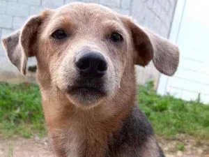 Cachorro raça Srd idade 2 a 6 meses nome Colombiano