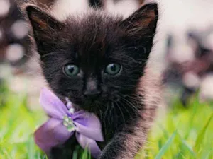 Gato raça SRD ( SEM RACA DEFINIDA) idade Abaixo de 2 meses nome NAYLA