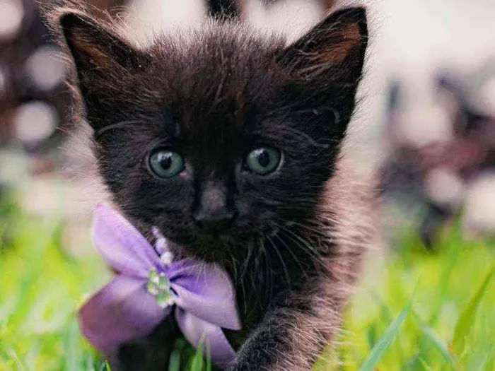 Gato ra a SRD ( SEM RACA DEFINIDA) idade Abaixo de 2 meses nome NAYLA