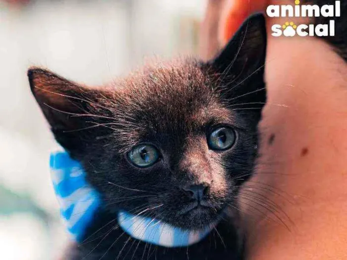 Gato ra a SRD ( SEM RACA DEFINIDA) idade Abaixo de 2 meses nome NATAN