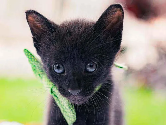 Gato raça SRD ( SEM RACA DEFINIDA) idade Abaixo de 2 meses nome NERO