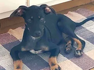 Cachorro raça SRD idade 2 a 6 meses nome Zeca