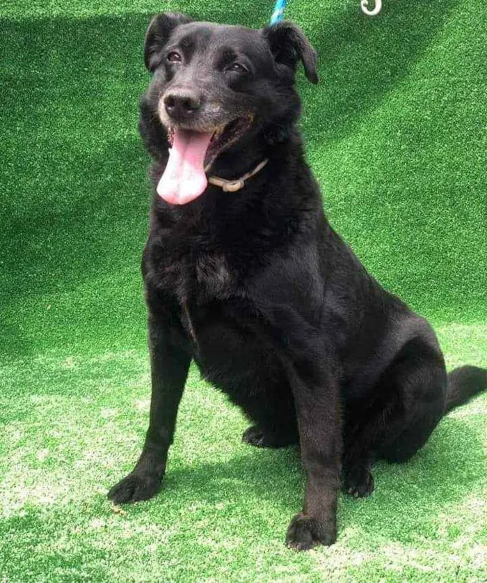 Cachorro ra a SRD idade 6 ou mais anos nome Laís 