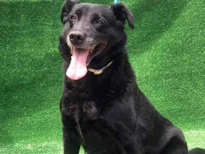 Cachorro ra a SRD idade 6 ou mais anos nome Laís 